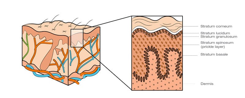 Skin layers of the epidermis (and dermis)