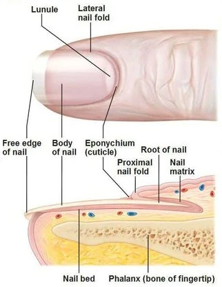 Toenail anatomy