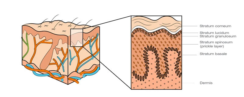 skin layers of the epidermis