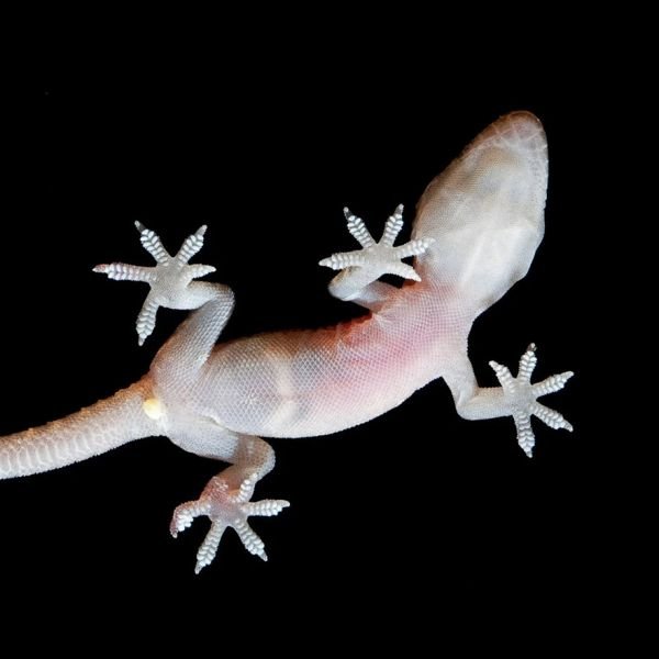 Geckos can't stick to PTFE